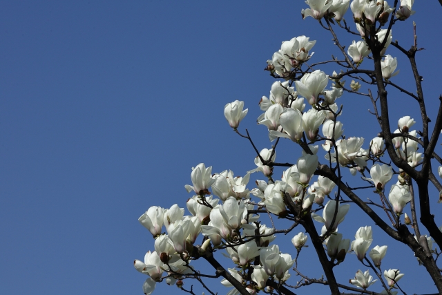 青空を背景に咲く白い花の木