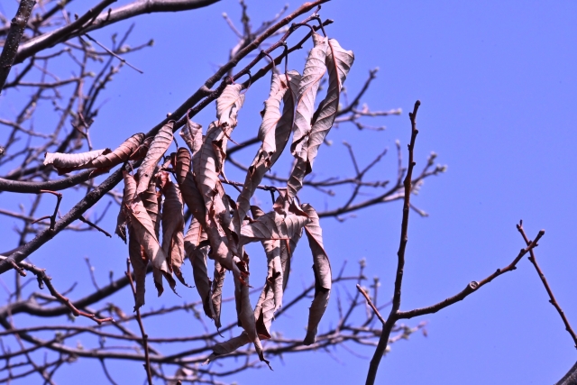 葉が茶色く枯れて垂れ下がった庭木の枝