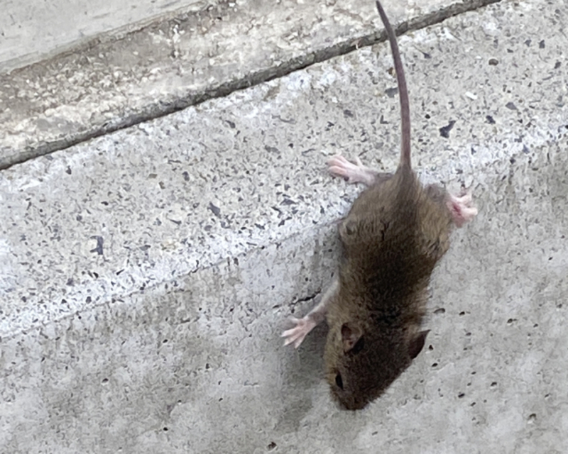 アルミホイルのネズミ対策