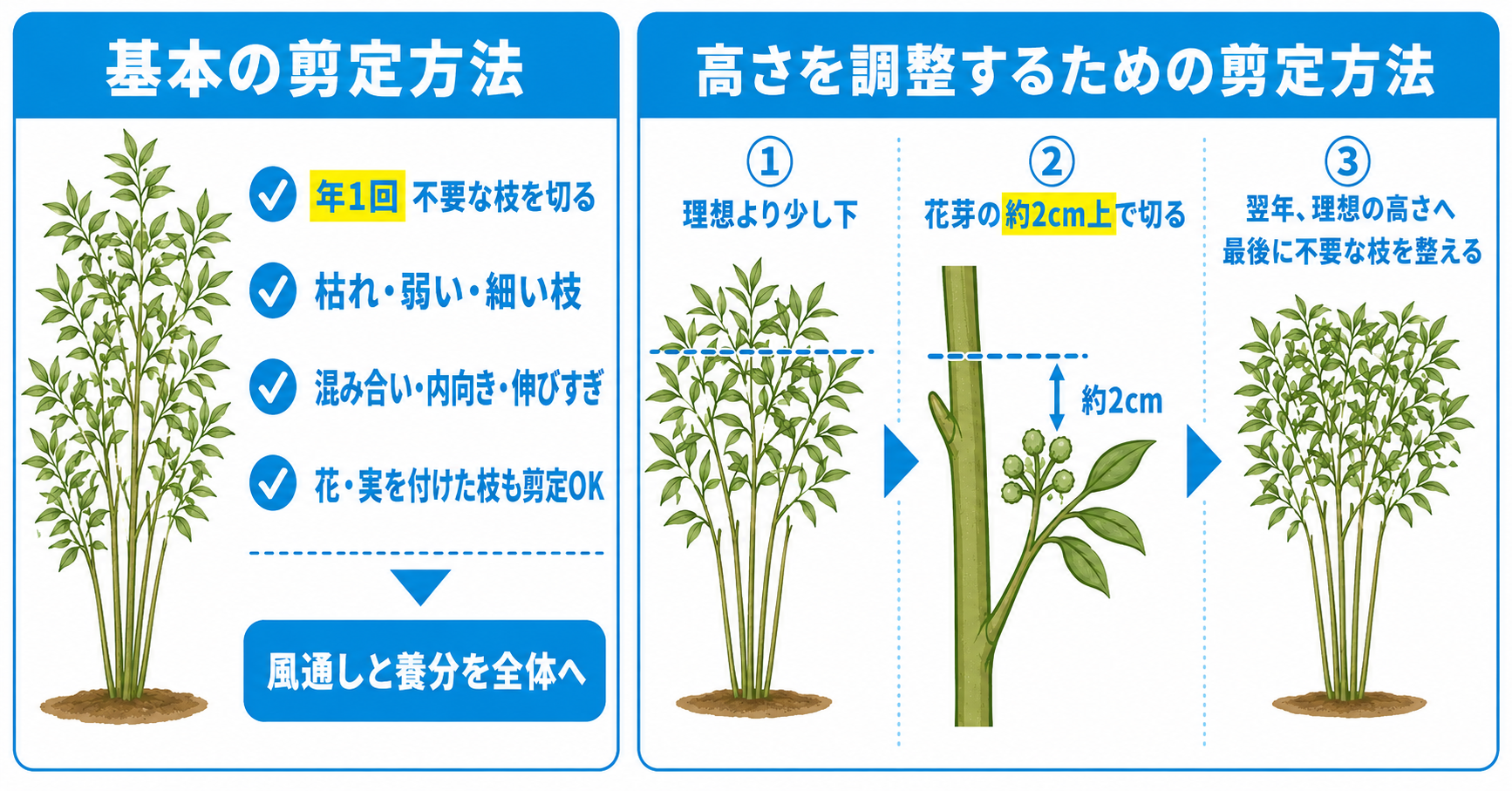 南天の剪定方法