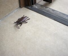 冬で対策していても現れたゴキブリ