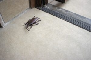 冬で対策していても現れたゴキブリ