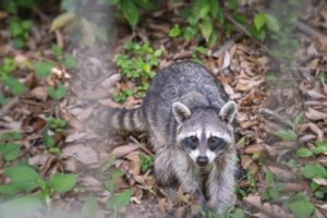 床下に住み着いている動物