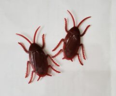 ダスキンでは駆除効果なしだったゴキブリ