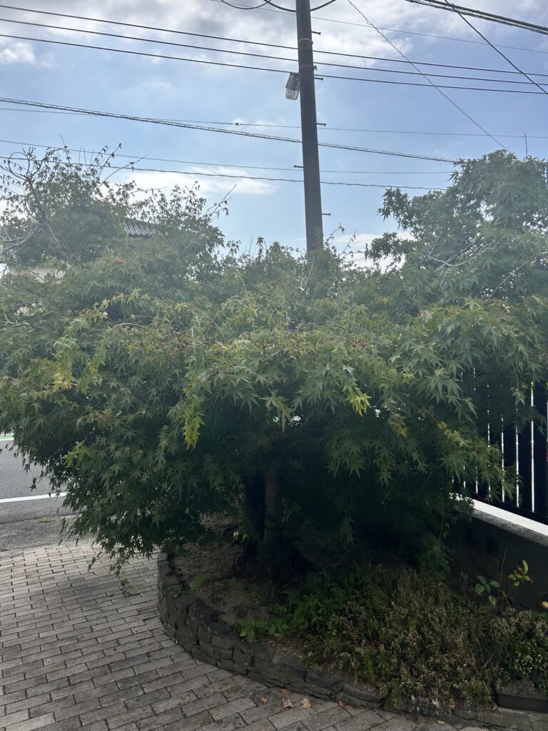 BEFORE