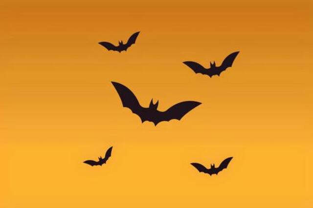 ダスキンのコウモリ駆除料金をチェック