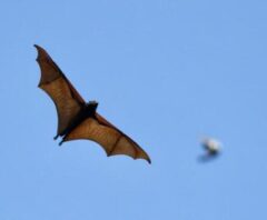 ダスキンのコウモリ駆除料金