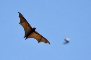 ダスキンのコウモリ駆除料金