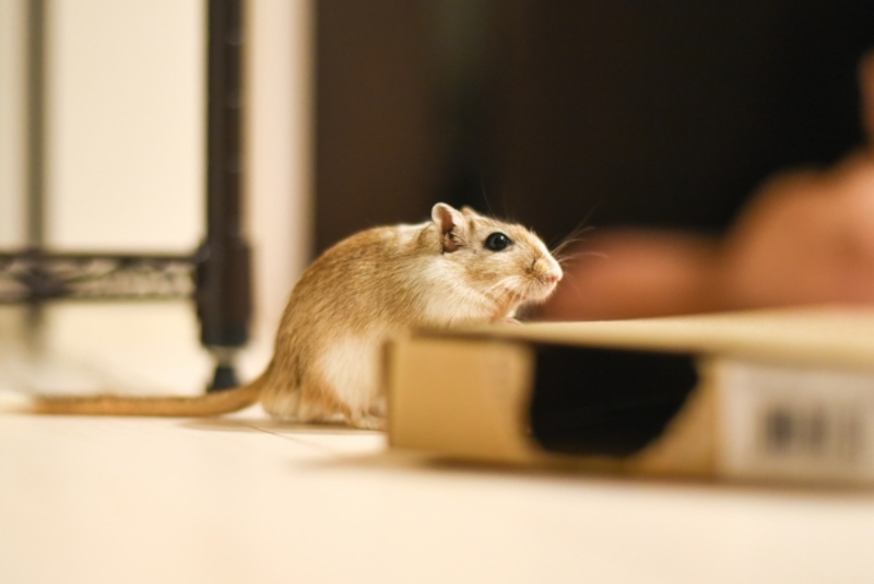 エアコンからネズミが落ちてきた場合