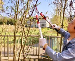 ビバホームの剪定料金はいくら？相場との比較・サービス内容・安くするコツを解説