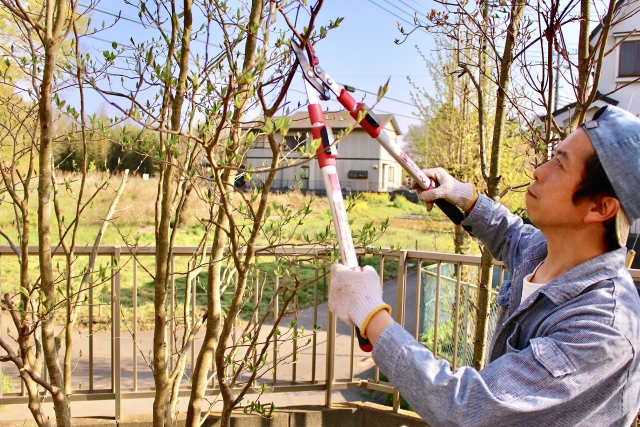 ビバホームの剪定料金はいくら?相場との比較・サービス内容・安くするコツを解説