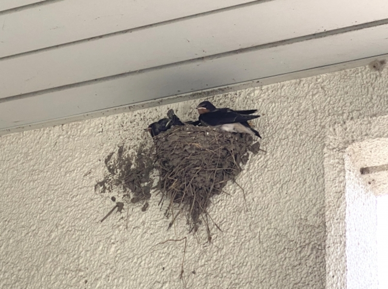 ツバメが巣を作る前兆を確認