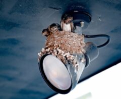 ツバメが巣を作る前兆