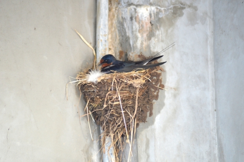 ツバメが巣を作る前兆を調査