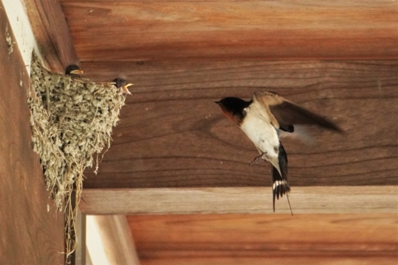 ツバメが巣を作る前兆をチェック