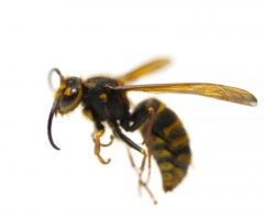 夜家の中に侵入したハチ