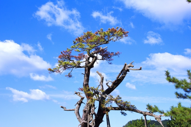 松くい虫対策は予防・駆除が基本