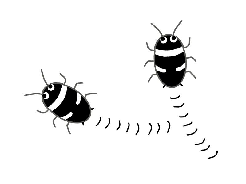 小さいゴキブリがどこから侵入してくるか確認