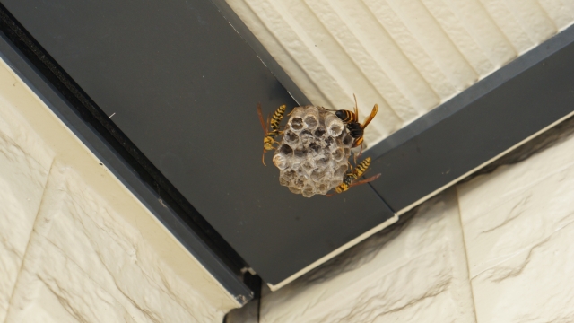 軒下のハチの巣