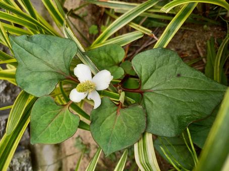 【方法別】ドクダミの主な駆除・除去・除草方法を徹底比較