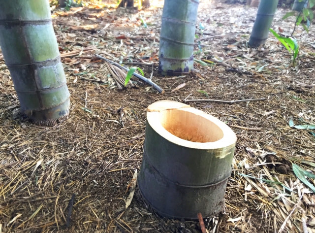 伐採後の竹藪・竹林の「根・地下茎」対策