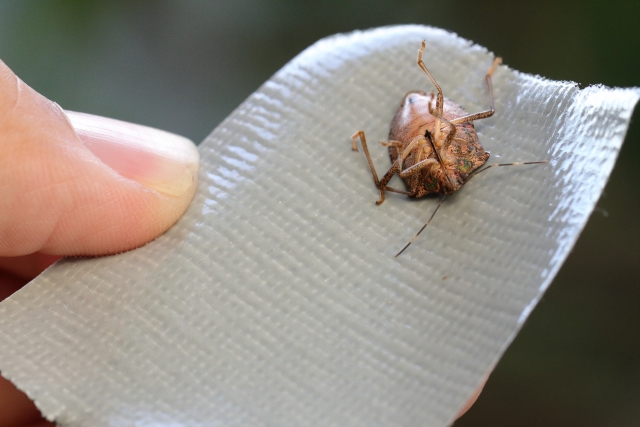 カメムシの殺し方を考えている人の手