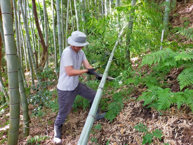 竹藪・竹林の伐採は業者依頼がおすすめ