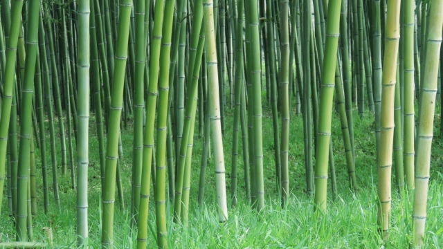 竹藪・竹林でよく見られる竹の種類と特徴|伐採の難易度も