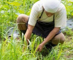 便利屋の草むしり料金相場はいくら？費用が変動する要素・追加料金・安く抑えるコツも