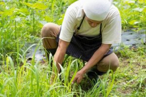 便利屋の草むしり料金相場はいくら？費用が変動する要素・追加料金・安く抑えるコツも