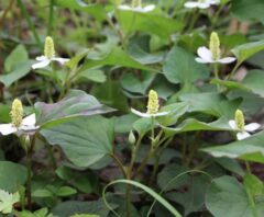 ドクダミの駆除方法まとめ｜根絶に効果的な除去方法・除草剤の選び方・再発防止策まで解説