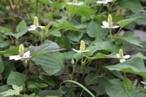 ドクダミの駆除方法まとめ｜根絶に効果的な除去方法・除草剤の選び方・再発防止策まで解説