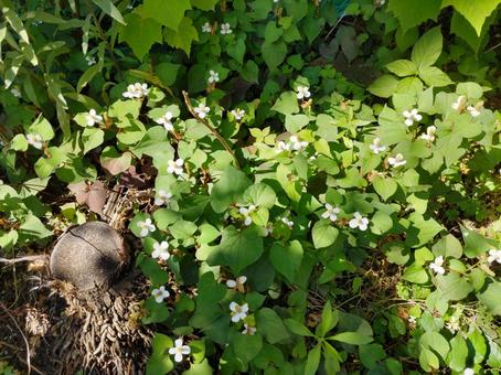 ドクダミ駆除・除去・除草に適した時期