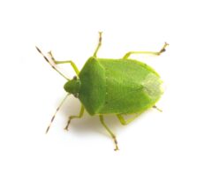 殺し方をしらべているカメムシ