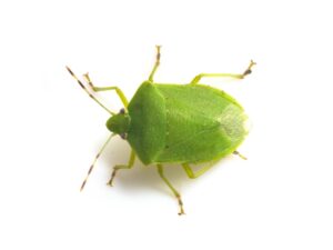 殺し方をしらべているカメムシ