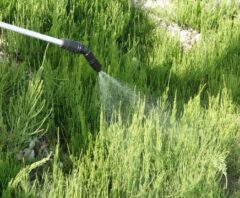 除草剤は雨で効かなくなる？種類や散布タイミングなど適切に判断しよう