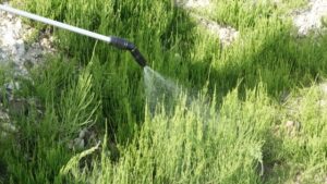除草剤は雨で効かなくなる？種類や散布タイミングなど適切に判断しよう