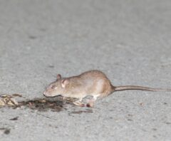 ネズミの捕獲方法