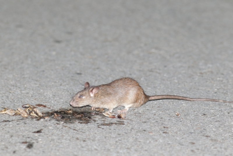 ネズミ捕まえ方完全ガイド!粘着シート・捕獲器・殺鼠剤の使い分けを解説