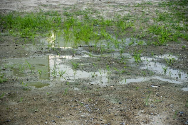 散布後に雨が降った場合はすぐやり直さず経過を見る