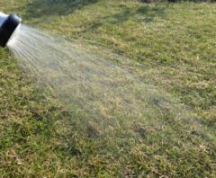 芝生の水やり完全ガイド|季節や時間帯による頻度・量の目安と見極め方