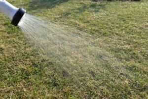 芝生の水やり完全ガイド｜季節や時間帯による頻度・量の目安と見極め方