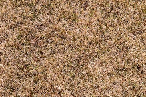芝生の水やりで茶色化が戻らない原因を切り分ける