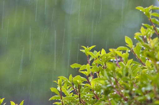 芝生の水やりは雨の日・梅雨時に降雨量と土で判断する