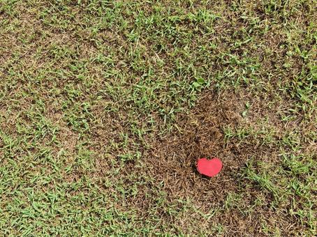 芝生の水やりで自分で調整できる症状と相談が必要な症状を分ける
