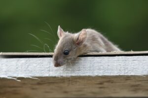 家に侵入しようとするネズミ