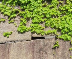 つる性植物の雑草駆除方法！根まで枯らす方法や除草費用・再発防止策を解説