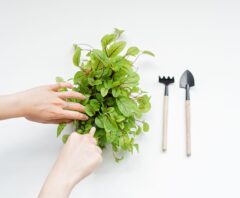 個人の緑化助成金