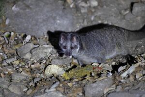 夜に鳴くハクビシン